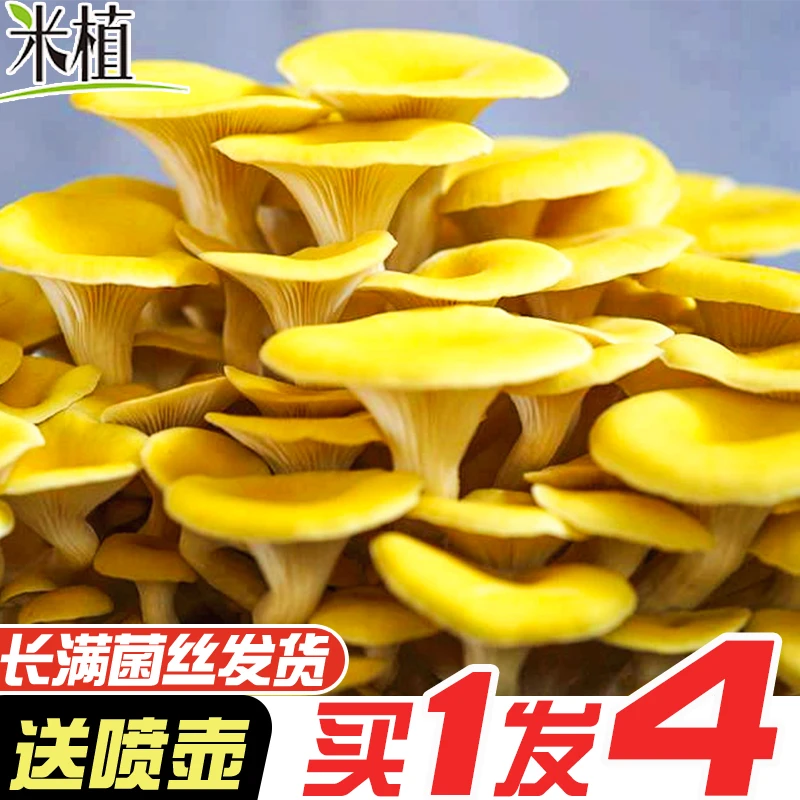 蘑菇菌包菇种种植包室内家庭菌菇包趣味种植四季菌棒喷水出菇包