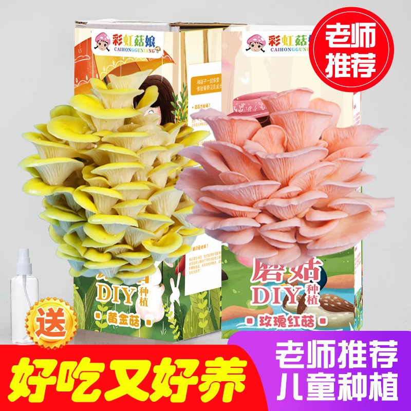 【一个订单两个品种】儿童蘑菇种植盒趣味盆栽平菇菌包菌棒送喷壶