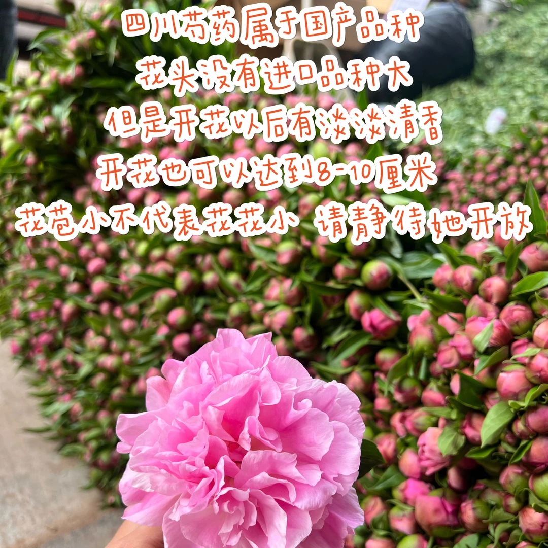 省外京东空运  四川重瓣粉色芍药 （蓝梦）中江基地现摘现发