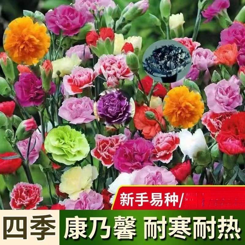 重瓣康乃馨种子易种活花卉盆栽阳台室内室外植物花种籽孑