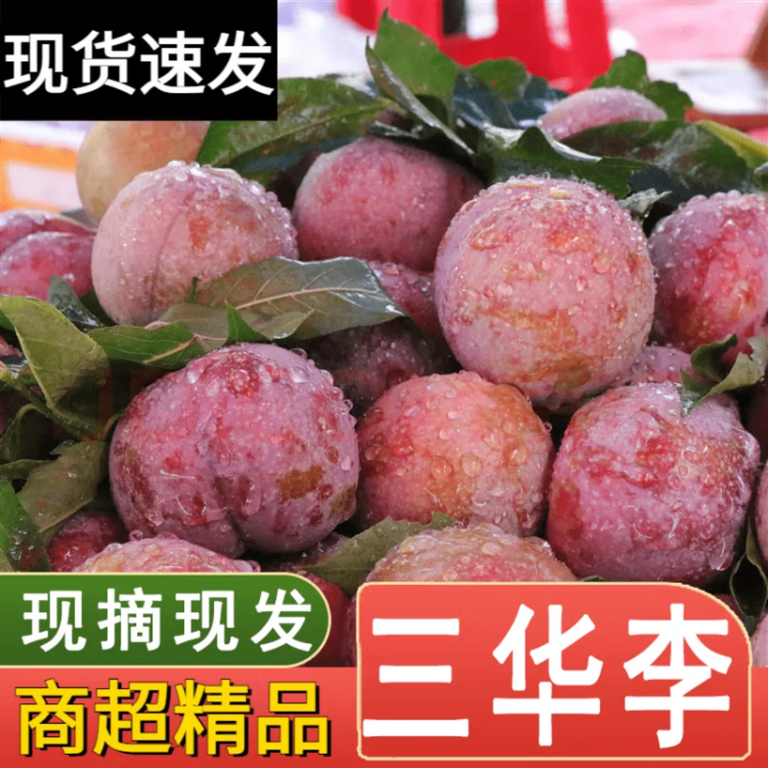 【限量抢购】正宗三华李酸脆甜红心李子广东钱排当季孕妇水果现摘发