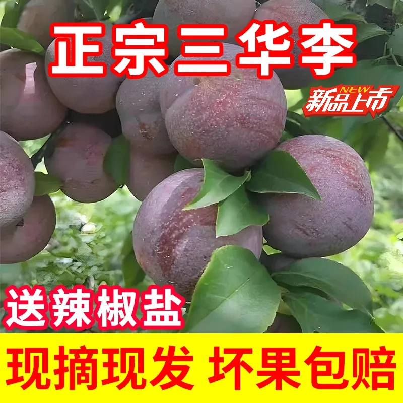 【一人一箱】正宗三华李高山红心李子新鲜采摘脆甜多汁当季孕妇水果