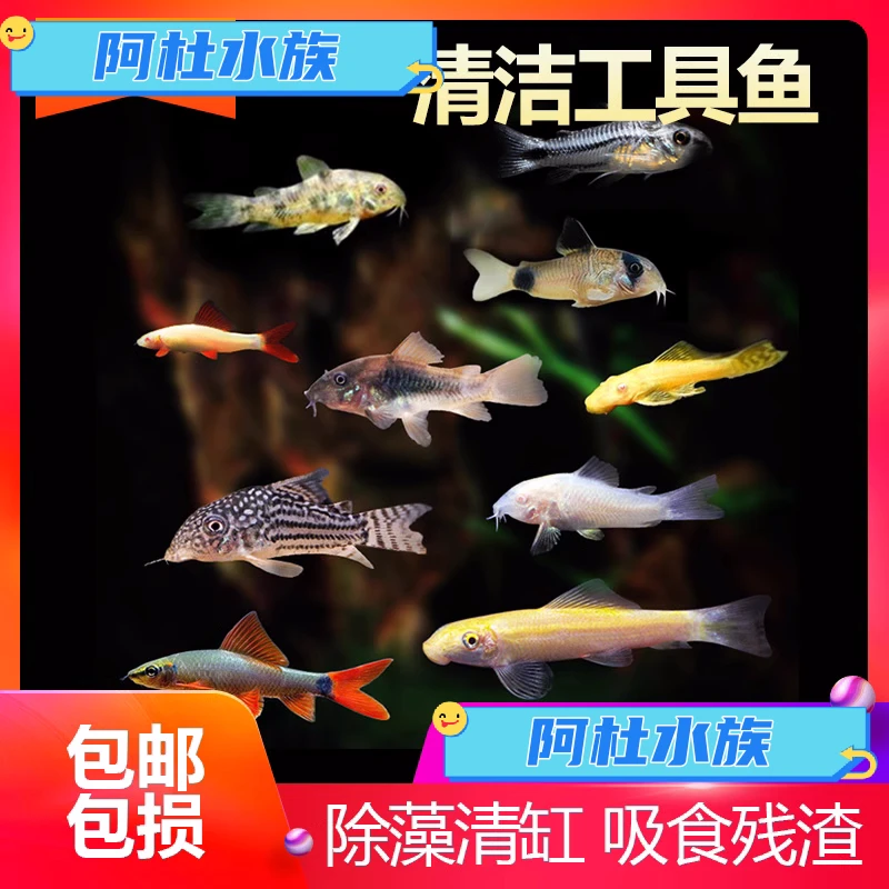 工具老鼠黑金红头鼠观赏鱼活体养殖鱼缸清洁除藻鱼饲养混养水族