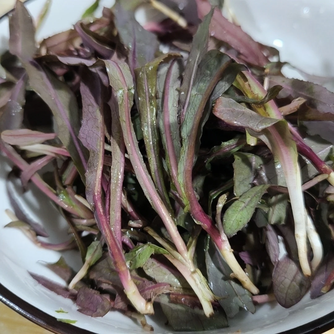 新鲜曲麻菜东北特产山野菜蘸酱菜苣荬菜苦菜爽口好吃【顺丰包邮】