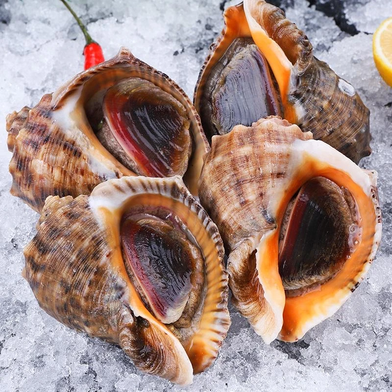 野生海螺3斤（8-10/斤) 保鲜保活紫色粘液正常个别有沙介意勿拍