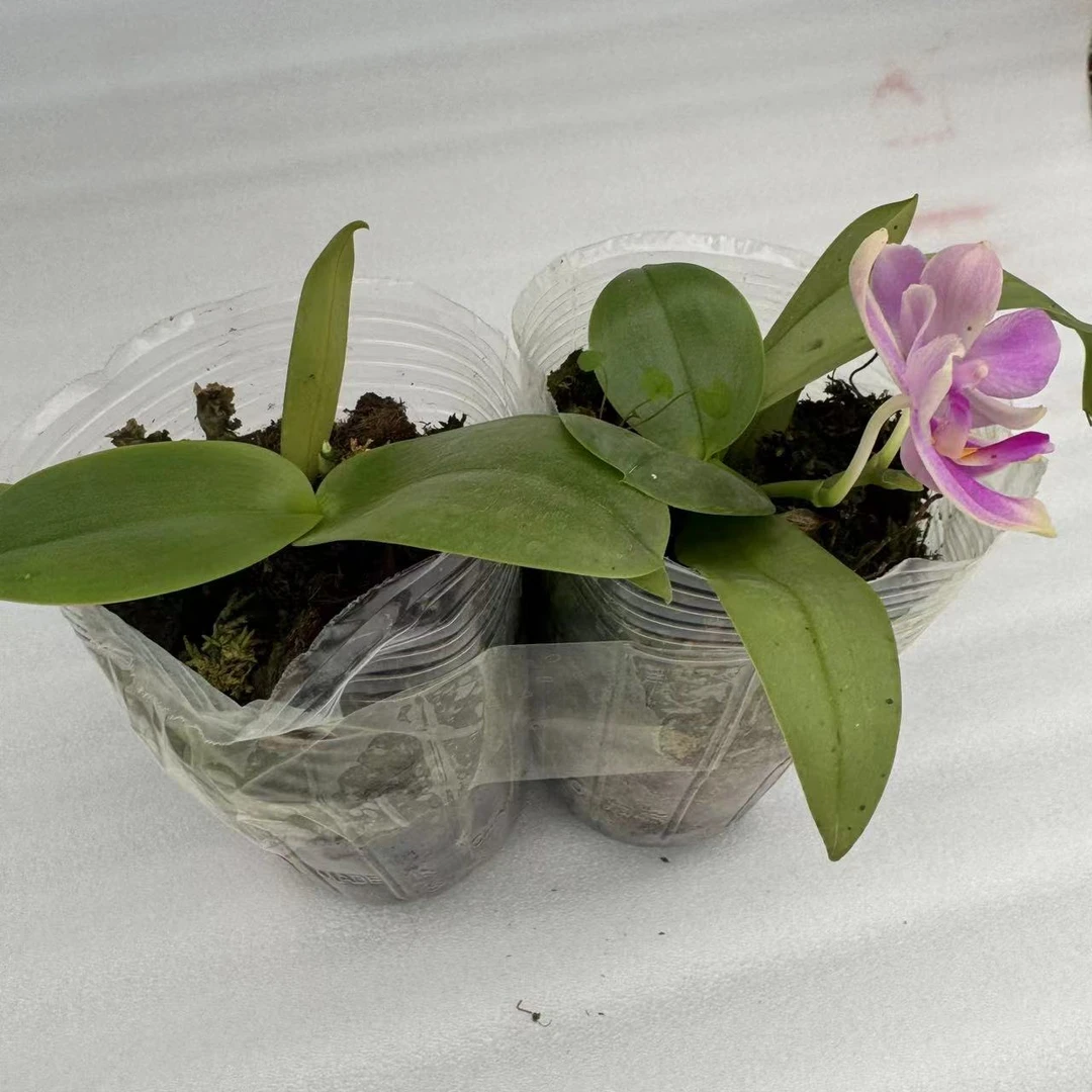 【花购】香奈儿  3.0寸杯 全开花