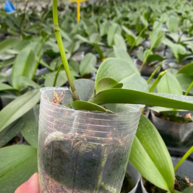 【花购】蝴蝶兰盆栽 小阿玛 3.0寸杯单花剑 带花带花苞福利款无售后