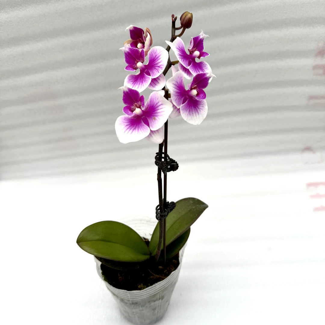 【花购】可爱多宝贝 全花  3.0寸杯 福利款 无售后 介意勿拍