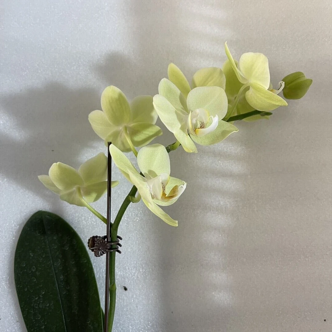 【花购】绿水晶盆栽