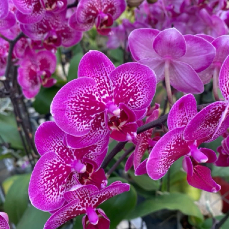 蝴蝶兰盆栽 小孔雀全花状态 无售后介意勿拍