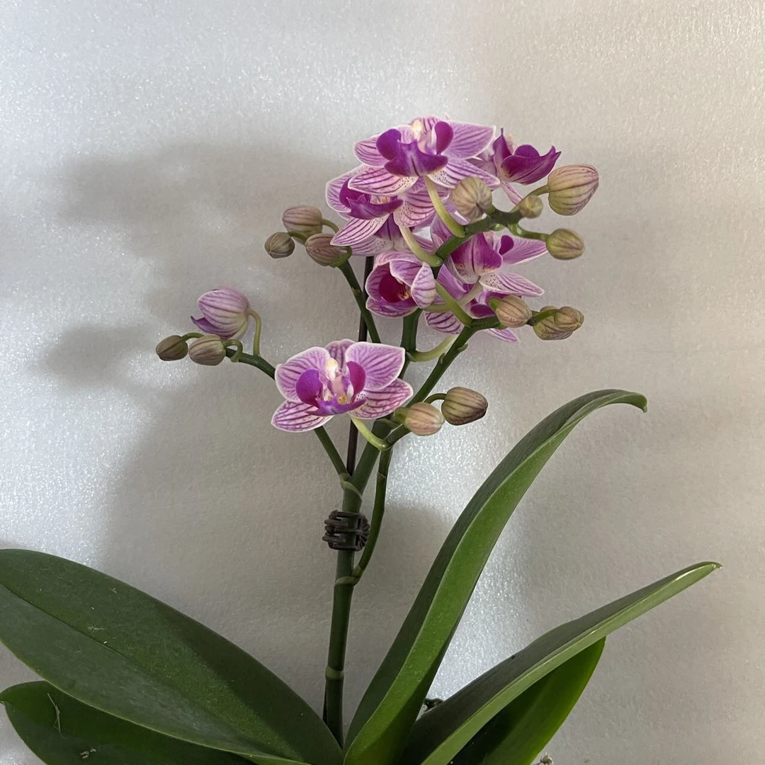 【花购】小美人 单花剑 叶片瑕疵 无售后 介意勿拍