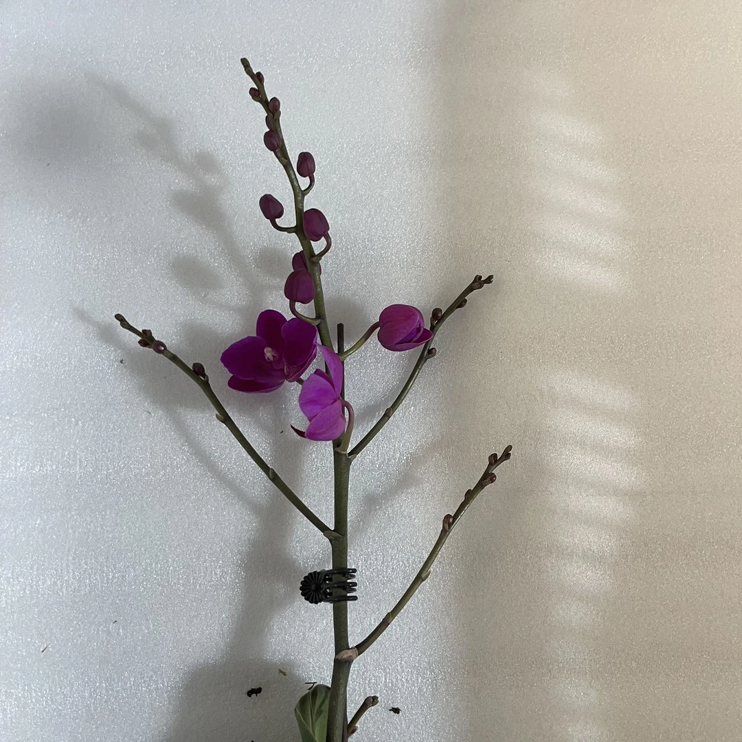 【花购】满天红3.5寸杯 带生花苞 福利款叶片瑕疵 介意勿拍