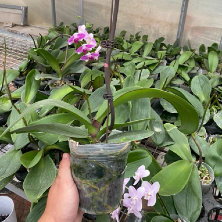 【花购】蝴蝶兰盆栽藏宝图变异3.5寸杯 带花带花苞 叶片微损