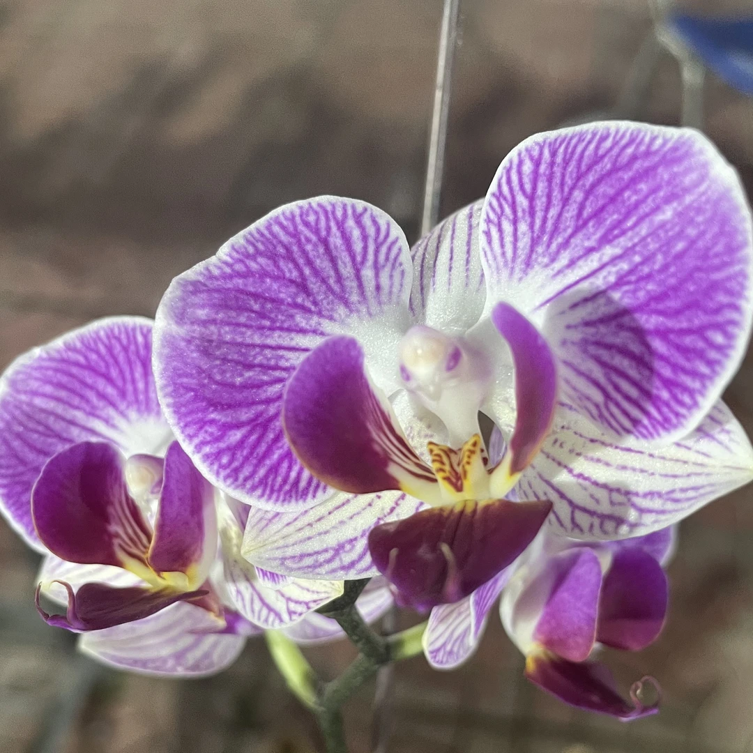 【花购】富贵鸟 3.0寸杯 单花剑 带花带花苞