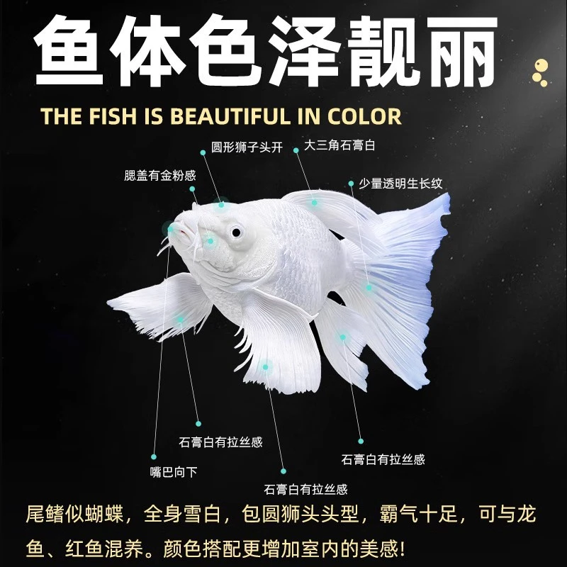 【30厘米】赛级贵妃蝴蝶鲤广温鱼冷水观赏鱼