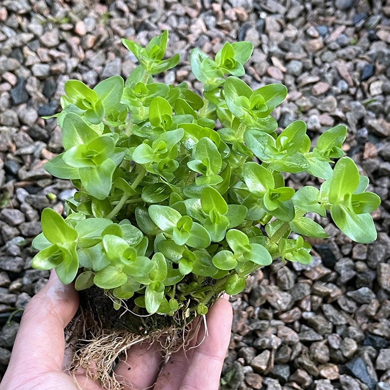 虎耳【中景草】7.5cm大坨发货水草缸鱼缸草缸古法杠溪流缸造景