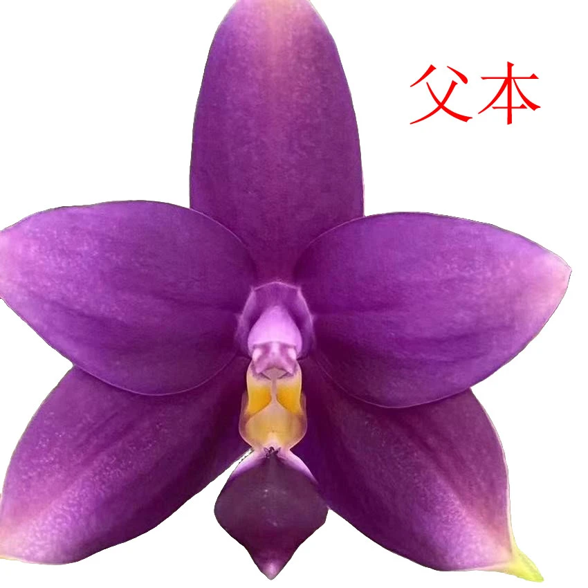 【印地狗交蓝盾】原生种蝴蝶兰趣味鲜花绿植阳台开花养护生长夏季