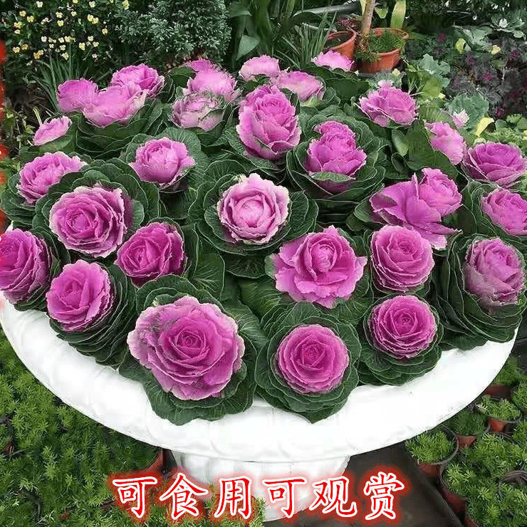 【特别耐寒】羽衣甘蓝 棒棒糖 越冷颜色越深  独杆棒棒糖