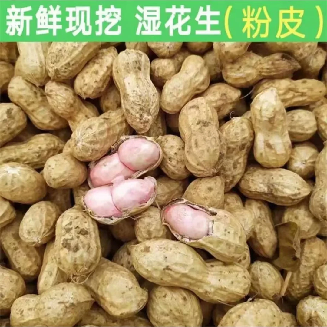 2024 新鲜现挖【鲜花生】粉皮湿花生 可水煮 可生吃