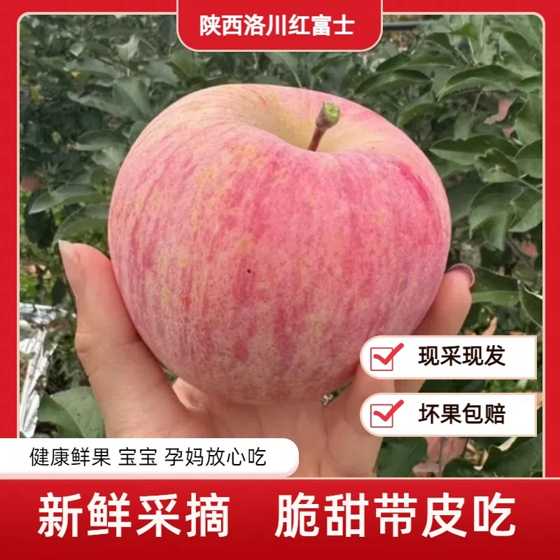 【24小时新鲜采摘】陕西红富士苹果脆甜丑苹果新鲜水果多汁应季-tf