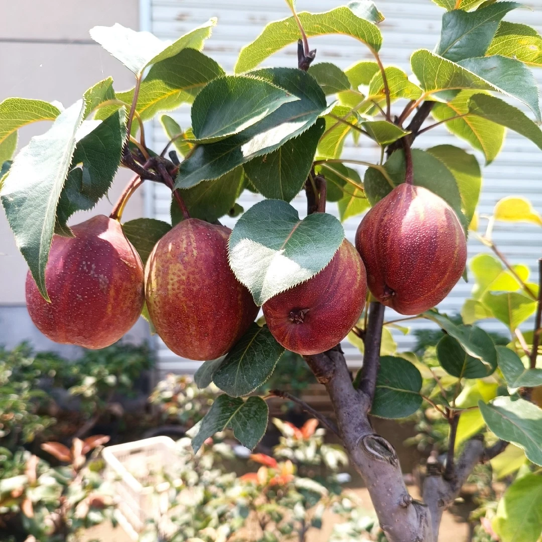 新嫁接彩虹梨树苗早酥红梨苗盆栽地栽庭院四季全国种植抗寒耐高温
