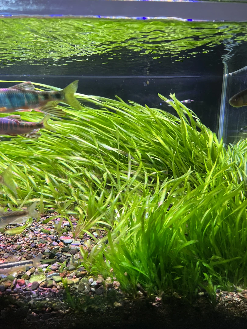 水兰苦草水生植物绿植非菖蒲大水兰细叶水兰