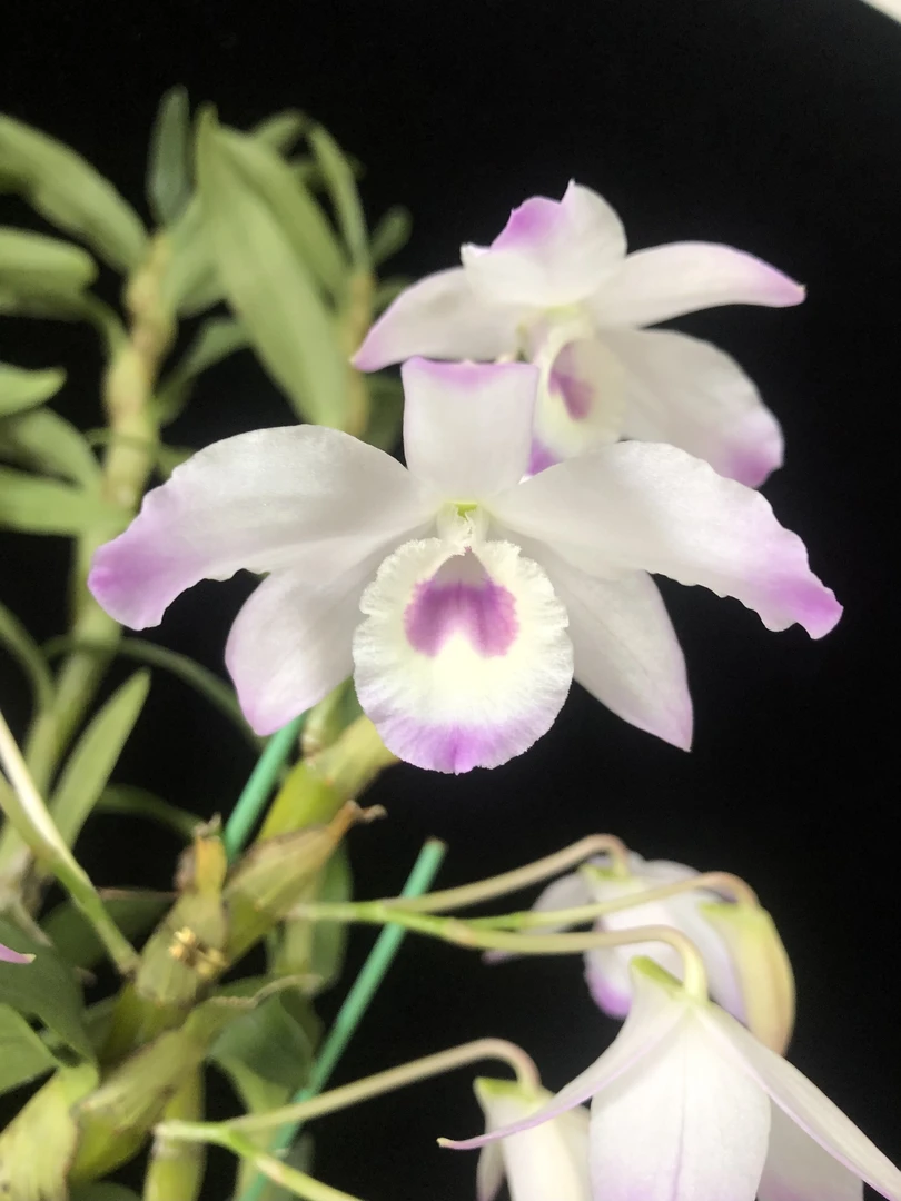 蓝姬同色樱石斛高芽