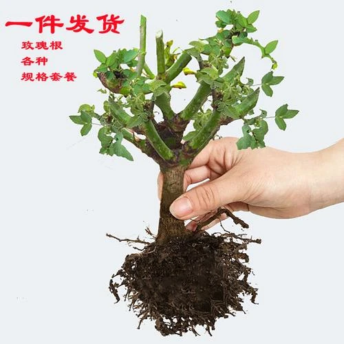 【新疆包邮】拍1发2棵 混色玫瑰老桩根