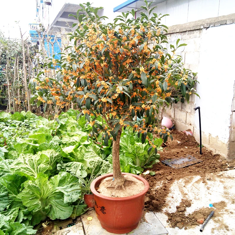 嫁接桂花树苗浓香型花卉盆栽四季桂金桂室内盆栽庭院常青植物盆景