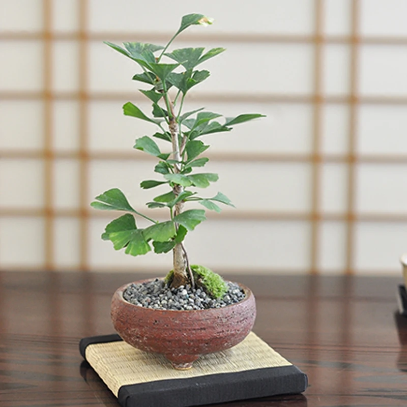 银杏树苗占地拆迁苗银杏小苗银杏苗白果苗庭院植物行道绿化苗易活