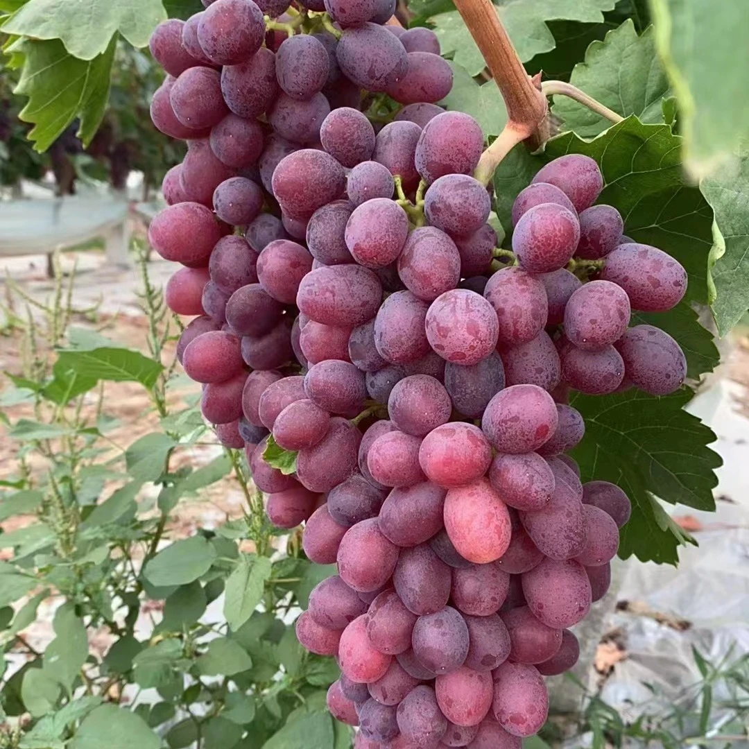 红提葡萄苗克伦生无籽南北方庭院果树苖种植爬藤盆栽耐寒当年结果