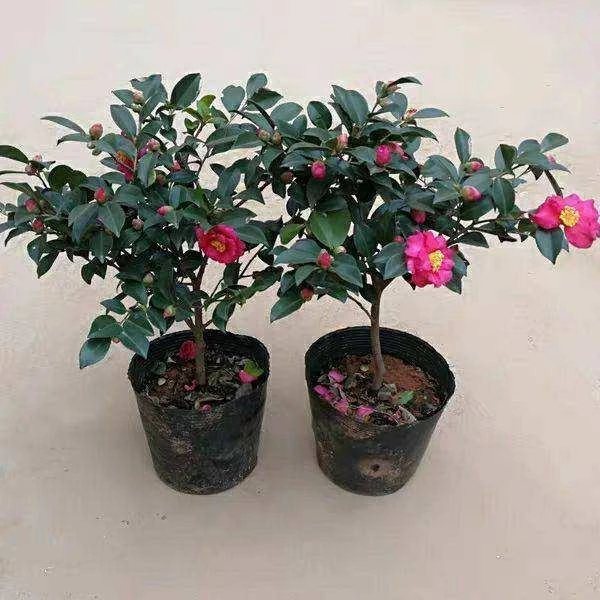 茶梅树苗茶梅花苗庭院阳台室内外 耐寒花卉 茶梅盆栽老桩茶梅盆景