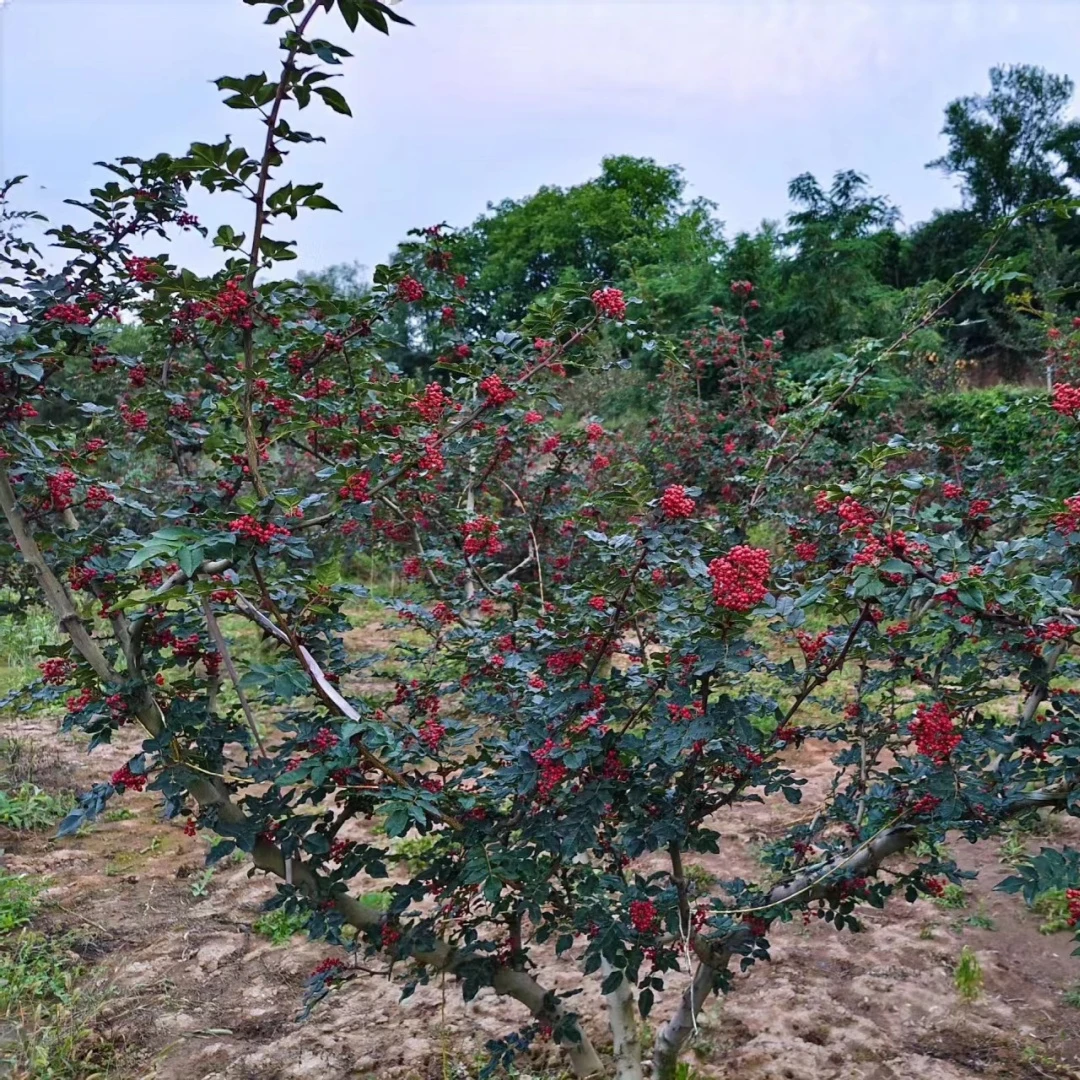 花椒树苗九叶青花椒大红袍花椒果苗果树地栽盆栽带土带叶当年结果