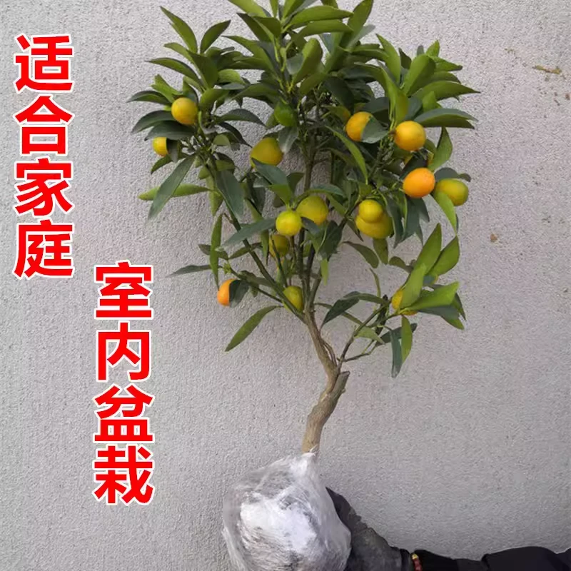 脆皮金桔盆栽树苗四季果树可食用橘子苗脆皮金橘当年结果