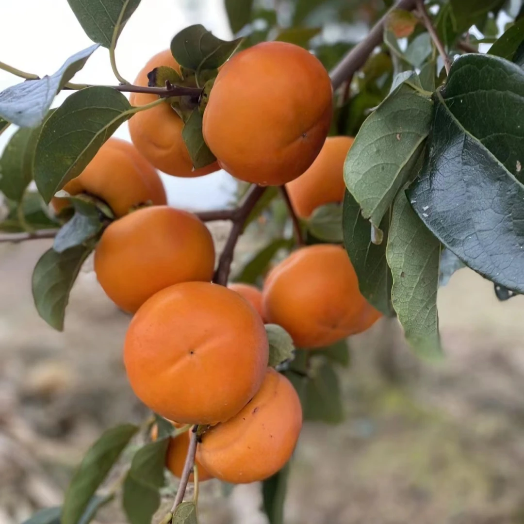 正宗柿子苗树脆甜柿子树果苗盆栽庭院果树苗南方水果大全柿子树苗