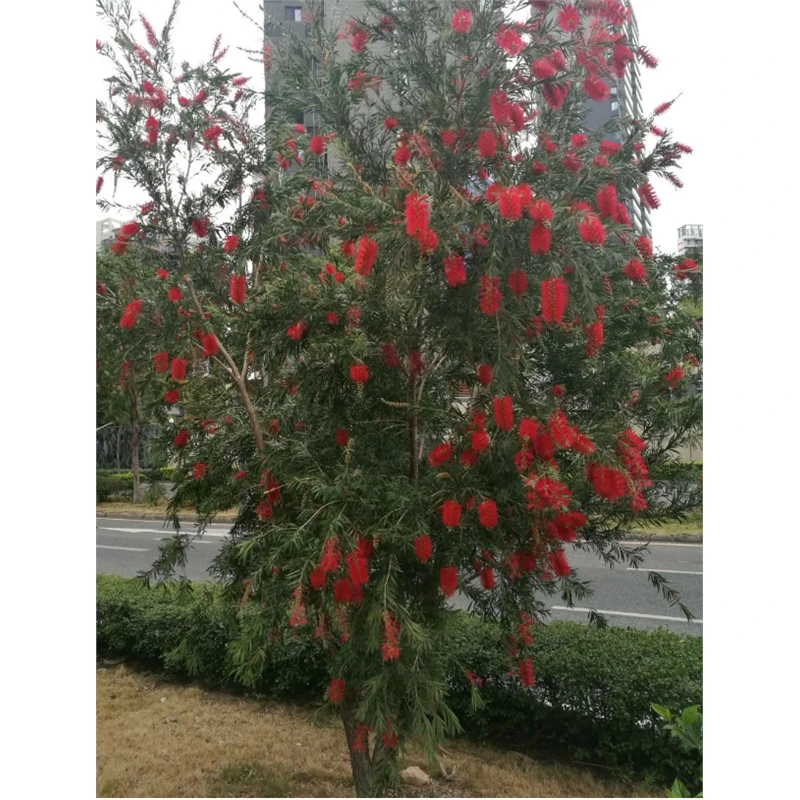 串钱柳垂枝红千层树苗多花红千层庭院别墅绿化风景树室内阳台盆栽