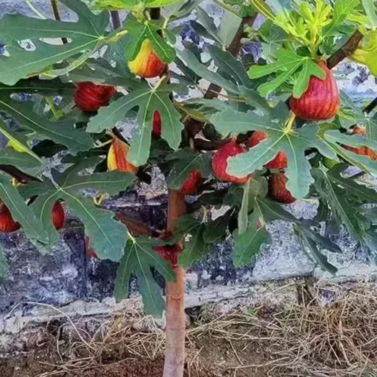 无花果树果苗带果盆栽矮化地栽特大南方北方波姬红青皮无花果树苗