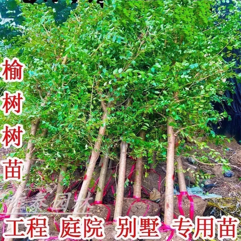 榆树苗榆树树苗白榆家榆榆钱树耐寒耐热别墅庭院道路绿化工程树苗