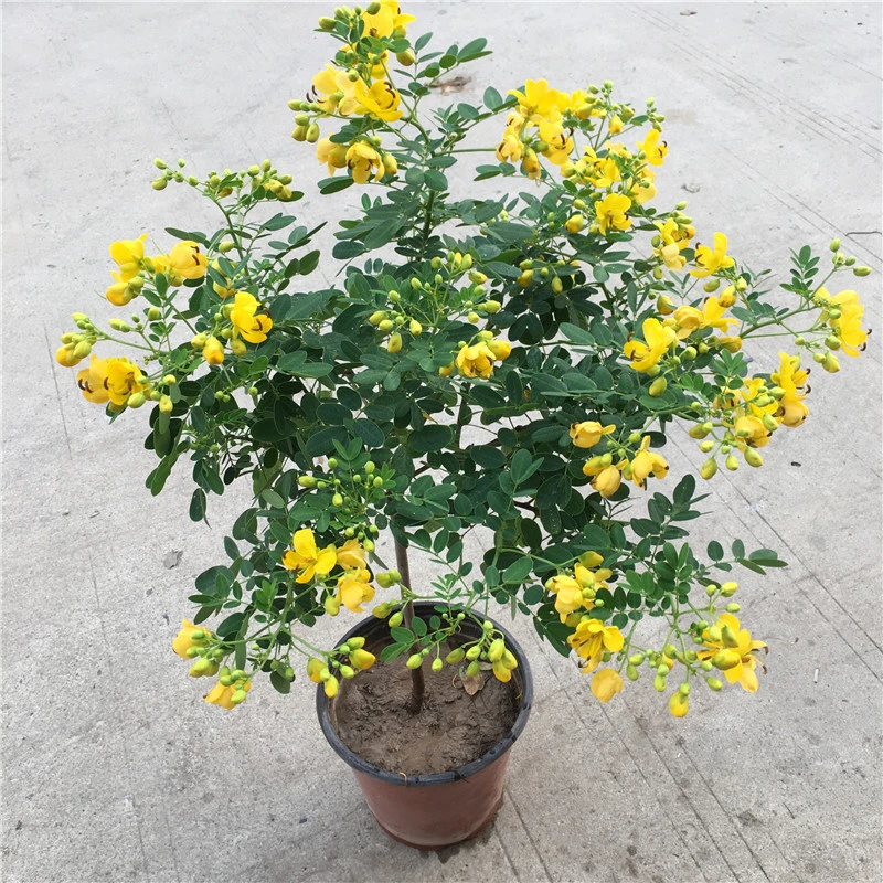 黄金梅黄槐花盆栽室外耐寒爬藤花卉多年生四季开花灌木花苗满树