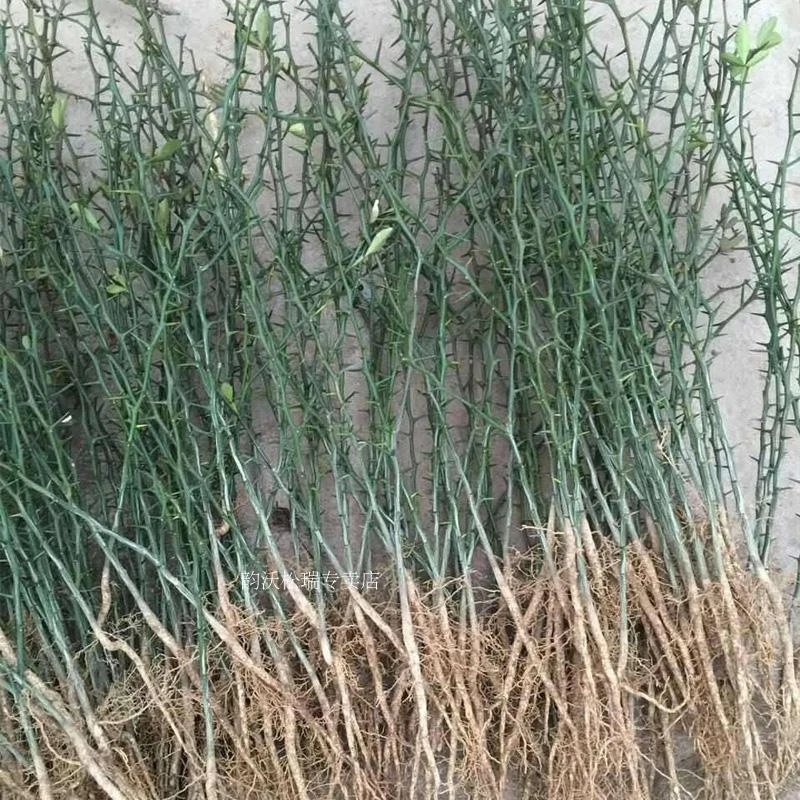 庭院护院带刺花卉植物枳壳苗铁篱笆苗枸橘苗绿篱带刺防盗树苗