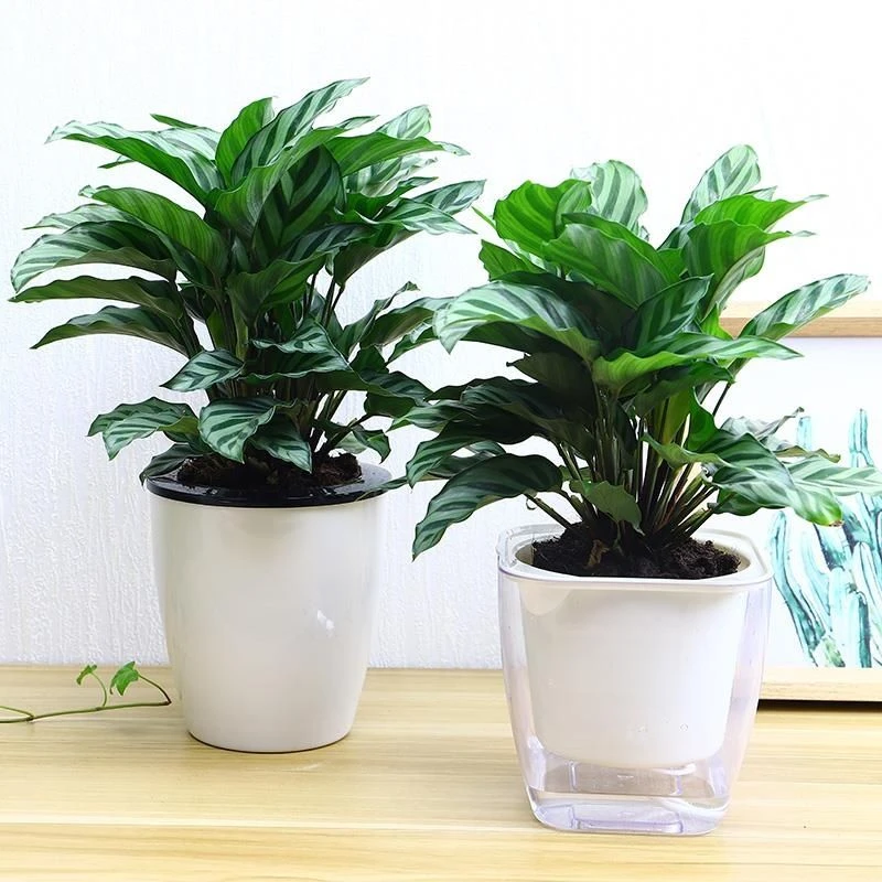 翠叶竹芋盆栽室内好养吸甲醇桌面小盆栽绿色植物净化空气喜阴绿植