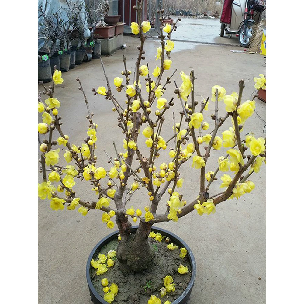 腊梅花树苗盆栽浓香型花卉梅花盆景老桩耐寒植物室内阳台庭院花苗