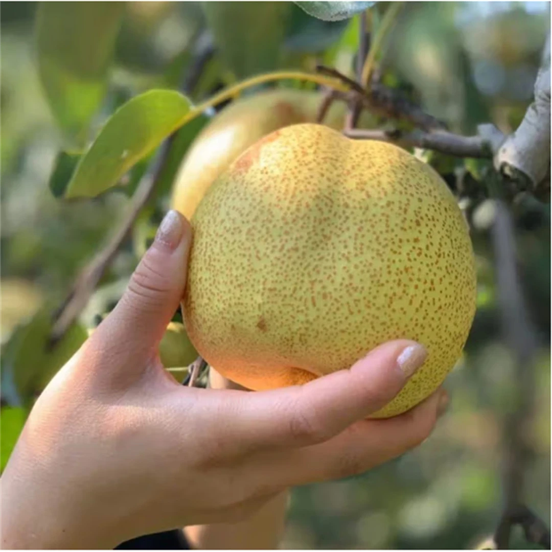 秋月梨树苗嫁接梨树果苗庭院梨子果树苗翠冠梨南北方种植当年结果
