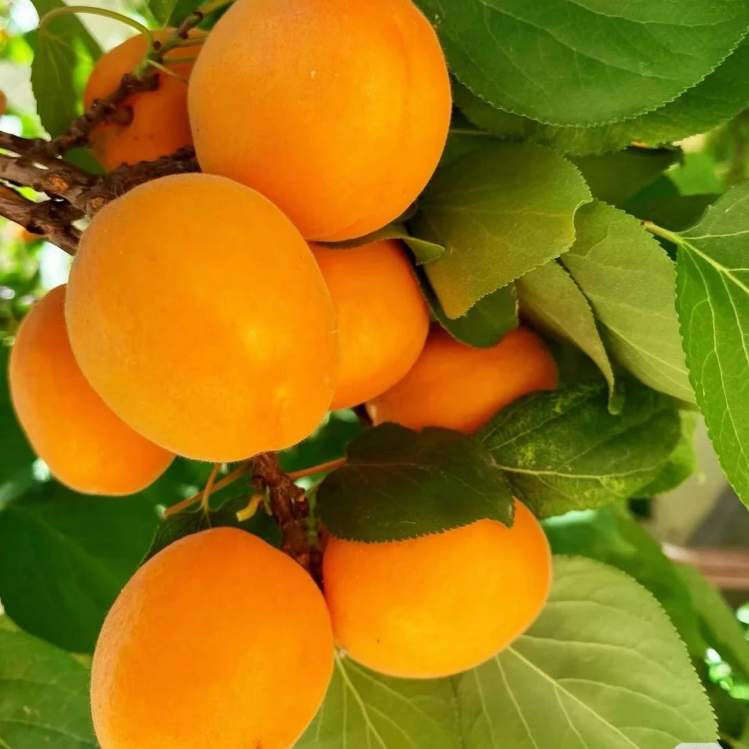 巨蜜王杏苗南北方地栽种植特大杏树果苗盆栽嫁接杏子苗树当年结果