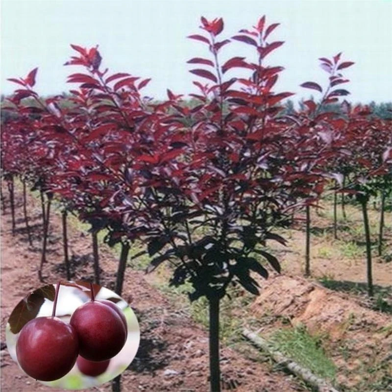 绿化苗木紫叶李树苗紫叶李树盆景结果树庭院地栽风景树植物树苗