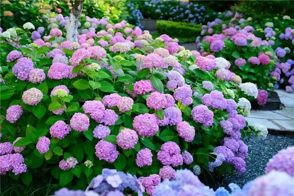 【寻花】精选无尽夏盆露天苗原盆原土