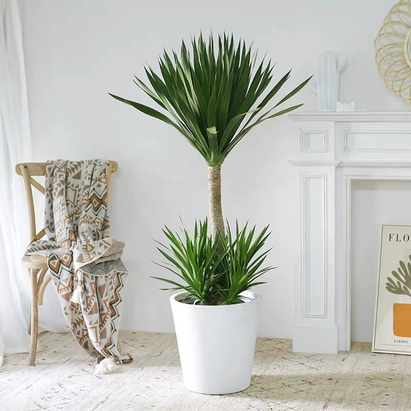 龙血树大型植物 室内盆栽卧室客厅办公室除甲醛多头老桩网红植物