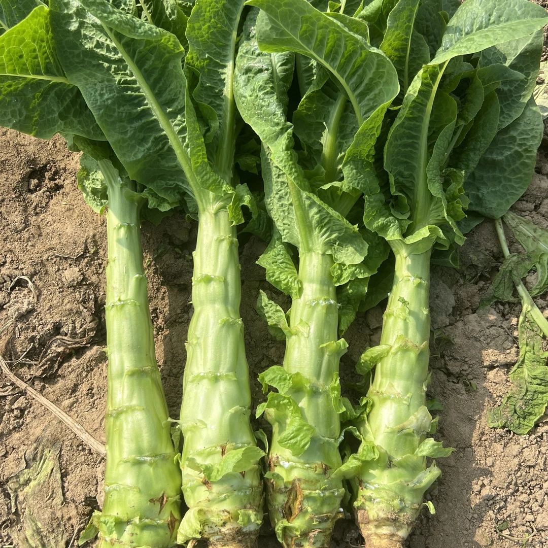 新鲜莴笋紫叶香莴苣露天种植时令蔬菜现摘现发