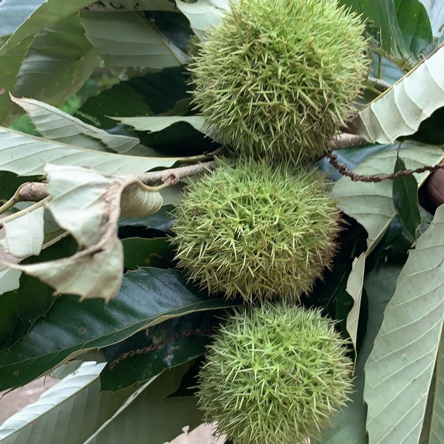 大悟新鲜板毛栗子带刺球花壳可生吃口感鲜脆