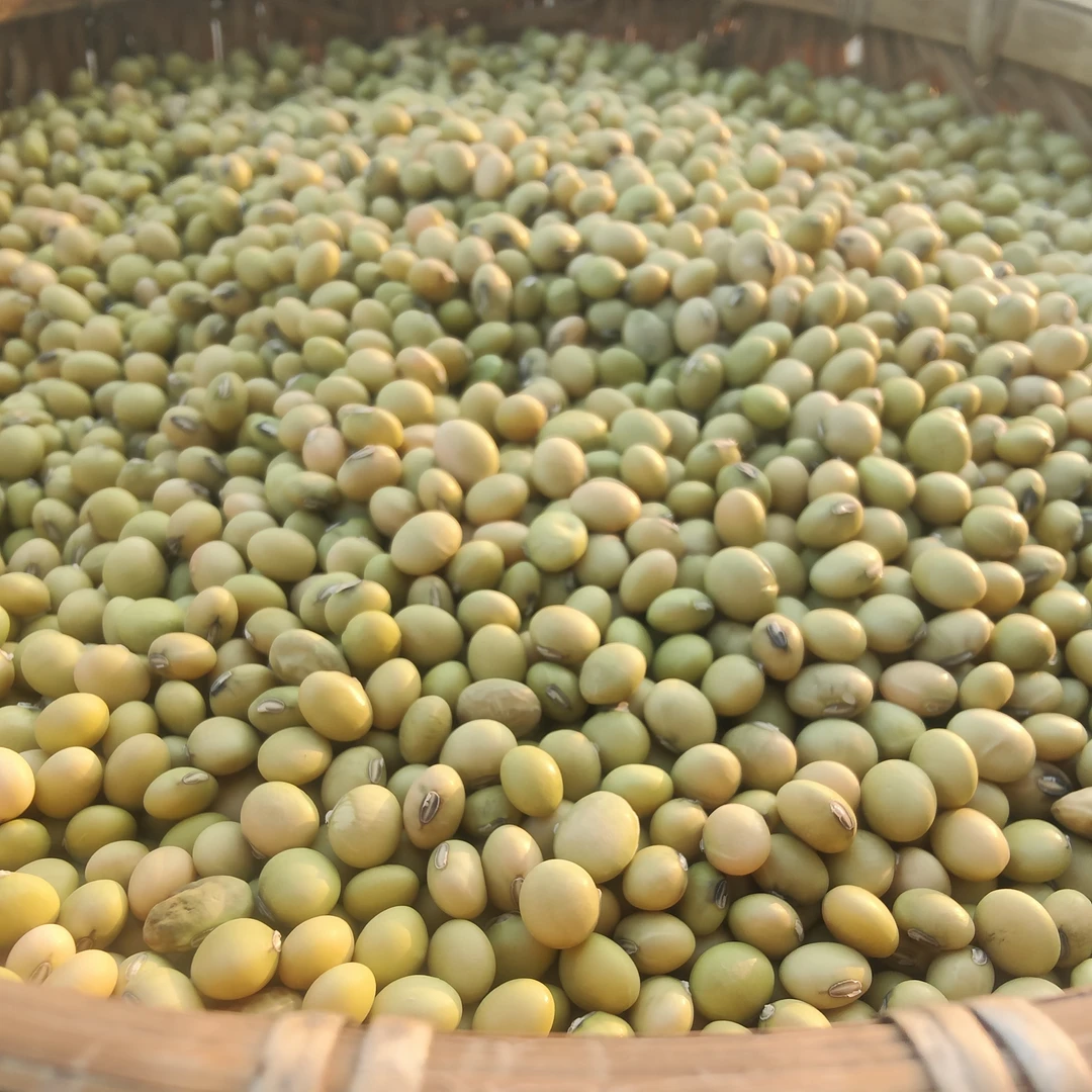 农家青皮黄豆老品种手工精选清甜豆浆长豆芽可留种